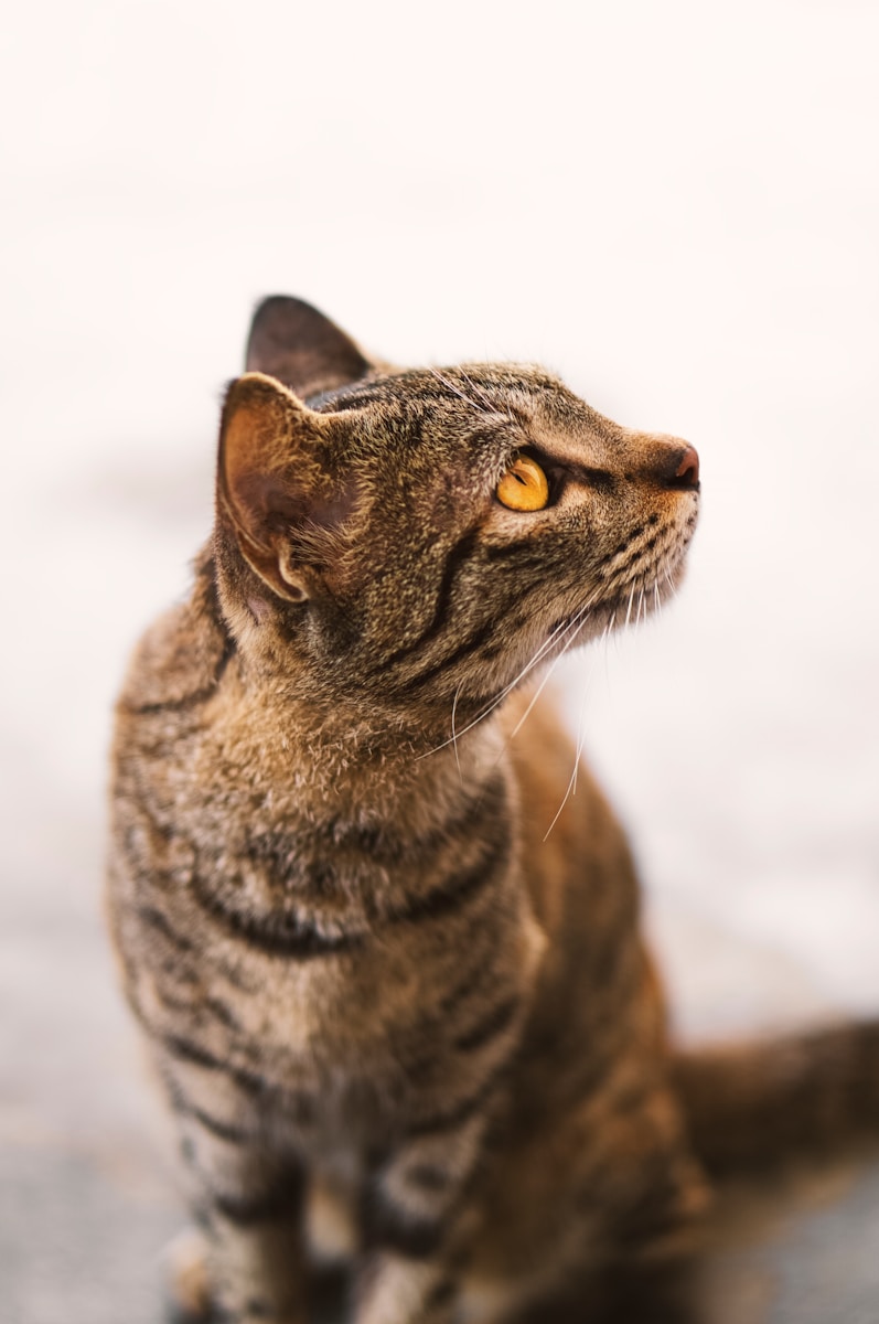 a cat sitting on the ground looking up