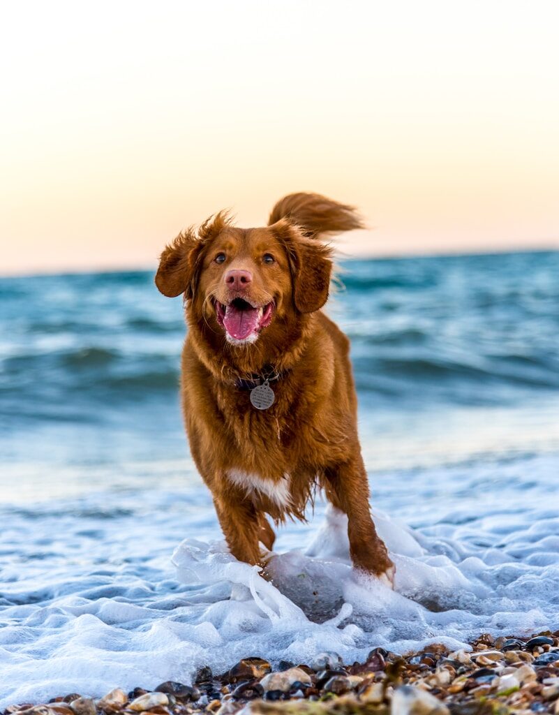 dog running on beach during daytime